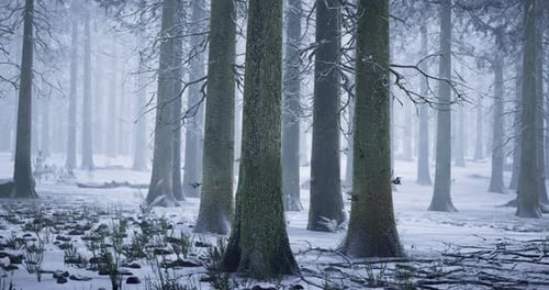 Winter Forest Landscape with Snow Covered Ground and Tall Trees