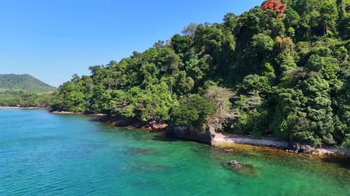 Tropical forest.