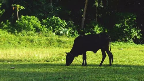 Cow Grazing Peacefully in a Lush Meadow