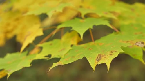 Yellow maple leaves on the branches in the middle of the forest