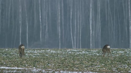 European roe deer flock eating on rape raps field in evening dusk