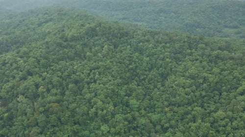 Aerial view of beautiful green nature background of a tropical forest. Treetop of green mixed forest