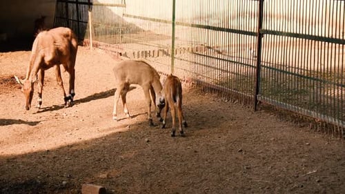 Clip de deux bébés nilgai (mollets) se battant ou s'amusant dans le parc zoologique d'Indore, en Inde