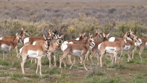 Herd of Pronghorn walking through the Utah desert in the San Rafael Swell.