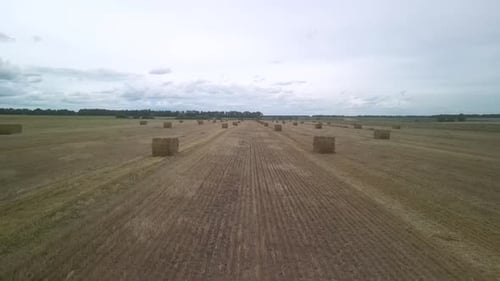 Yellow field with harvested wheat and hay bales. Aerial view of the field with square bales