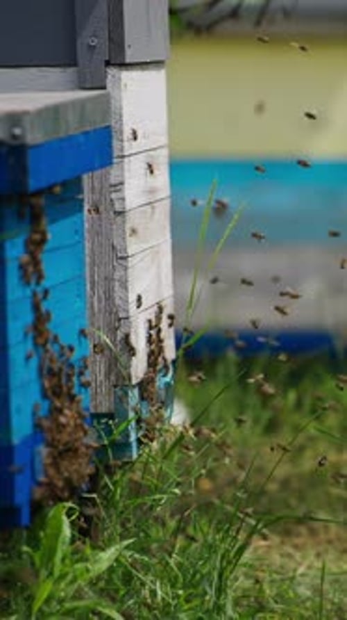 Busy Bees Swarming a Colorful Beehive