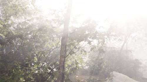 The Sun Shines Through the Trees on a Foggy Day