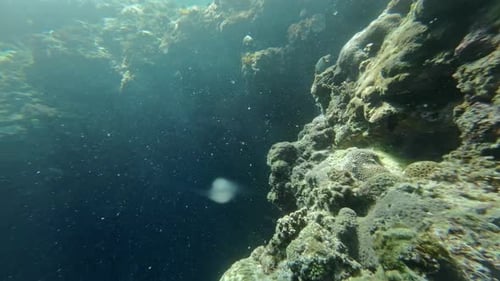 Vista submarina del arrecife de coral con rayos de sol