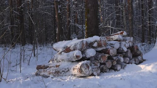 Pile of cut timber or logs in a sunny forest covered in thick white and fluffy snow at a road side.