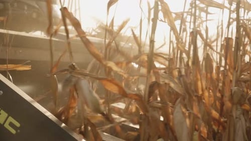 Combine removes the corn crop in the field. Combine header crushes corn stalks close-up. sunset.