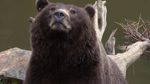 Closeup of a black bear sniffing the air next to a river.