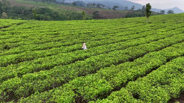 Tea Field Kemuning 7aTea field in Kemuning Indonesia, Nature Stock ...