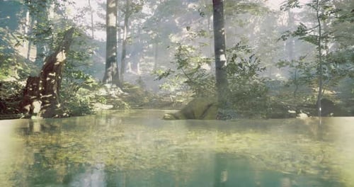 Serene Forest Landscape Reflecting Tranquillity and Natures Beauty