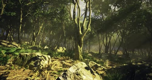 Lush Forest Landscape with Sunlight Filtering Through Trees in Tranquil Setting