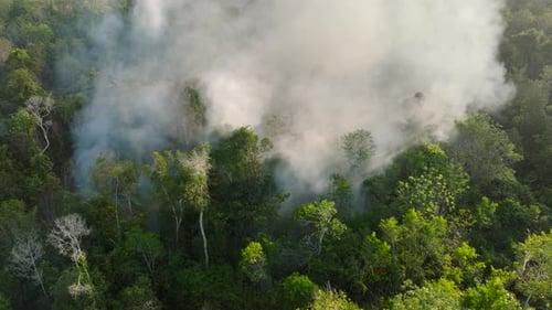 Forest fires