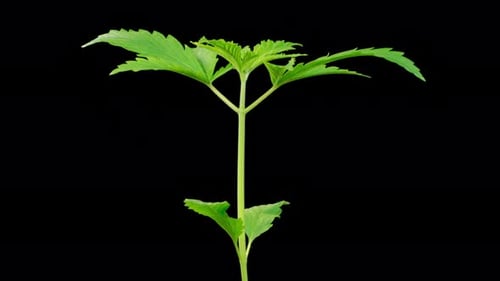 Marijuana Plant Growing