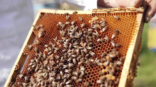 Beekeeper Inspecting Honeycomb Frame Covered with Bees