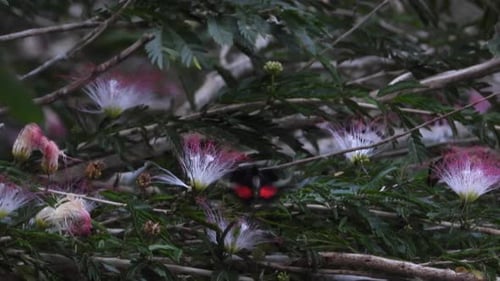 Calliandra parviflora and butterfly, detailed view