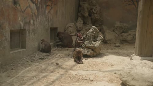 Affengruppe im Zoo oder Tierarztzentrum für Wildtiere Mutter und Babys Säugetiere der