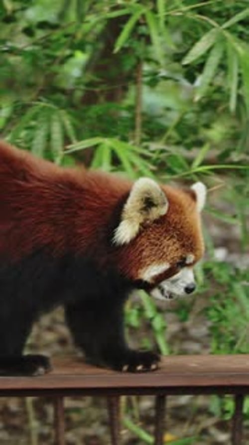 Red Panda Walking on Railing in Green Forest
