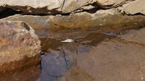 Wasserläufer, die auf der Oberfläche eines von Felsen umgebenen Teiches gleiten