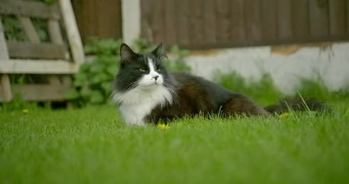 Black and White Cat Lying on Green Lawn