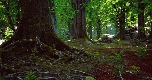 Sunlight Filters Through Dense Trees in a Lush Forest During Late Afternoon