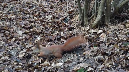 Squirrel in the autumn park. Slow motion.