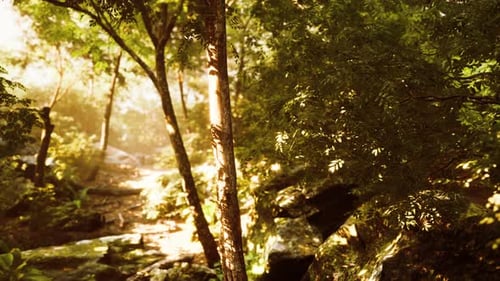 Evening Forest with Sun and Volume Light
