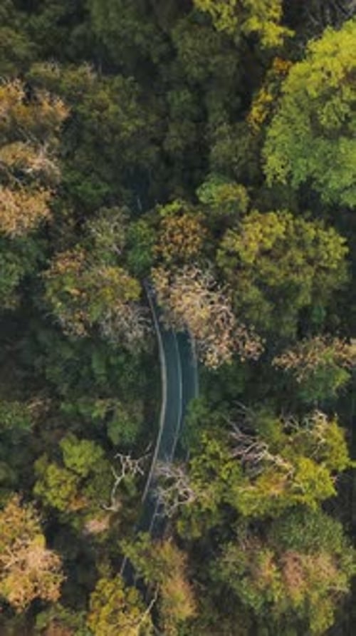 Parc national de Lawachara au Bangladesh.