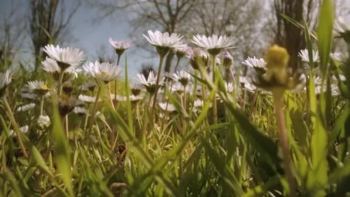 Gänseblümchen wachsen im grünen Gras im Wald