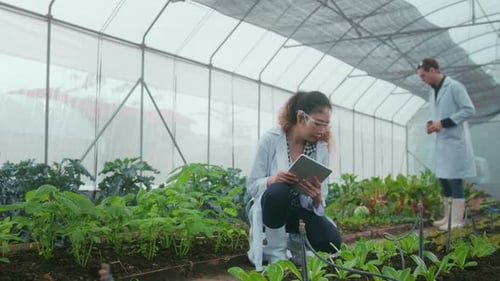 Researchers Examine Leafy Greens in a Greenhouse