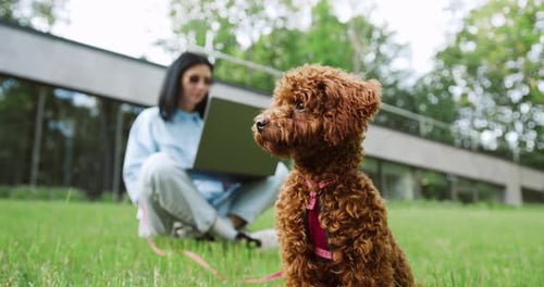 Close-up of pretty brown Maltipoo dog walking in the park on a leash, while its owner, a young woman