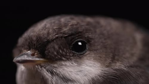 Close Up of a Small Bird's Head