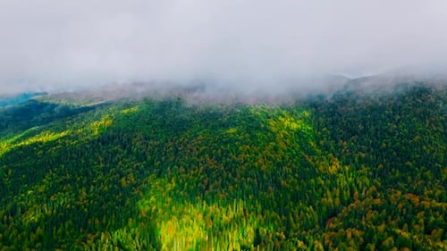 Bosque 4k