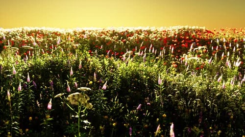 Field with Flowers During Summer Sundown