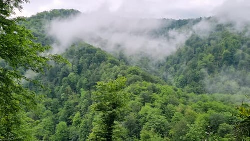 Rainy Weather in Mountains Misty Fog Blowing Over Forest Morning Fog at Beautiful Summer Forest