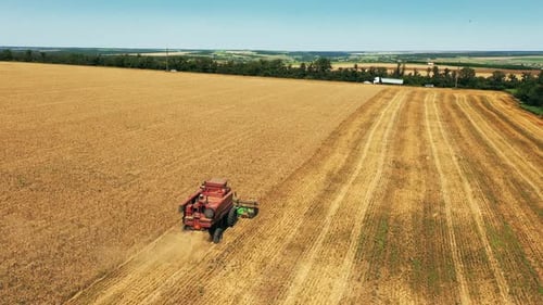 Aerial Drone View Harvester Working in Wheat Field Harvesting Combine Machine Cutting Cultivated
