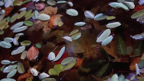 Herbstsaison - Gefallene Blätter auf dem Wasser - Statische Aufnahme