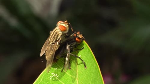 House fly mating on green leaf, dark bokeh background