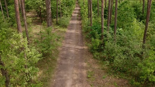 Drone Camera View Flight Forward in the Pine Forest Along the Road Summer Day Camera Tilt