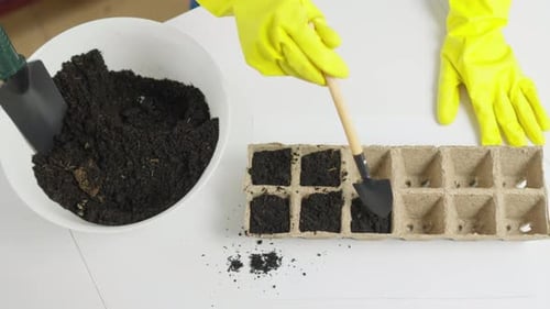 Top View of the Process Filling Containers for Planting Microgreens with Earth A Female Gardener