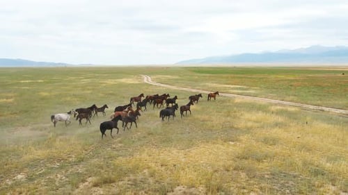 Aerial View Herd of Horses Running in Steppe Field Mountains on Background
