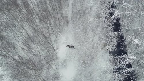 Ein einsamer Elch, der im Winter in Nordeuropa durch einen verschneiten Wald läuft, Luftaufnahme von oben nach unten