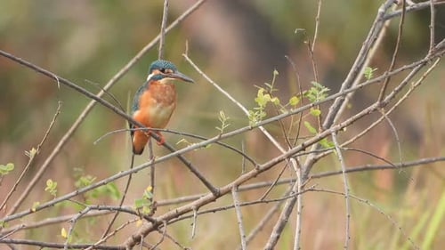Kingfisher in pond area waiting for pray ..