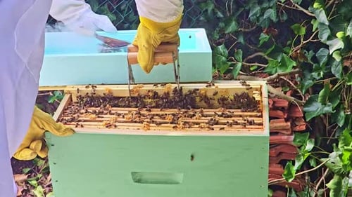 Beekeeper Inspecting Bees on Honeycomb in Rural Setting