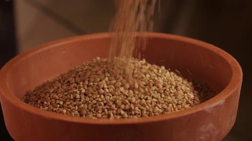 Closeup Shot of Treatment of Seeds of Cereals Rye Barley Wheat Against Diseases and Insects Using