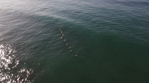 Aerial shot of a colony of seagulls flying over the ocean
