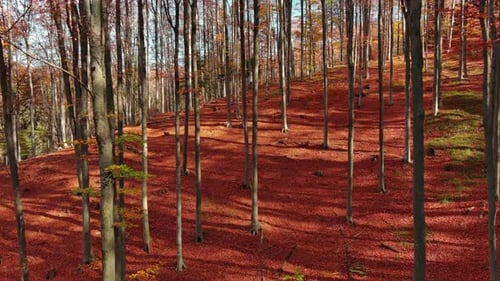 Voler à travers une forêt d'automne lumineuse