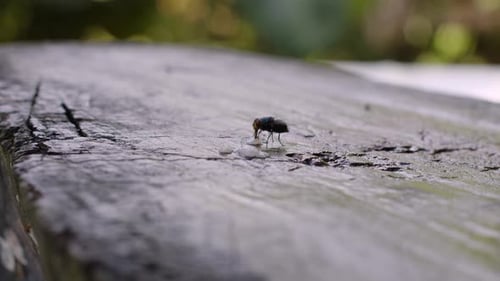 Large Housefly Crawls On The Ground - Close Up